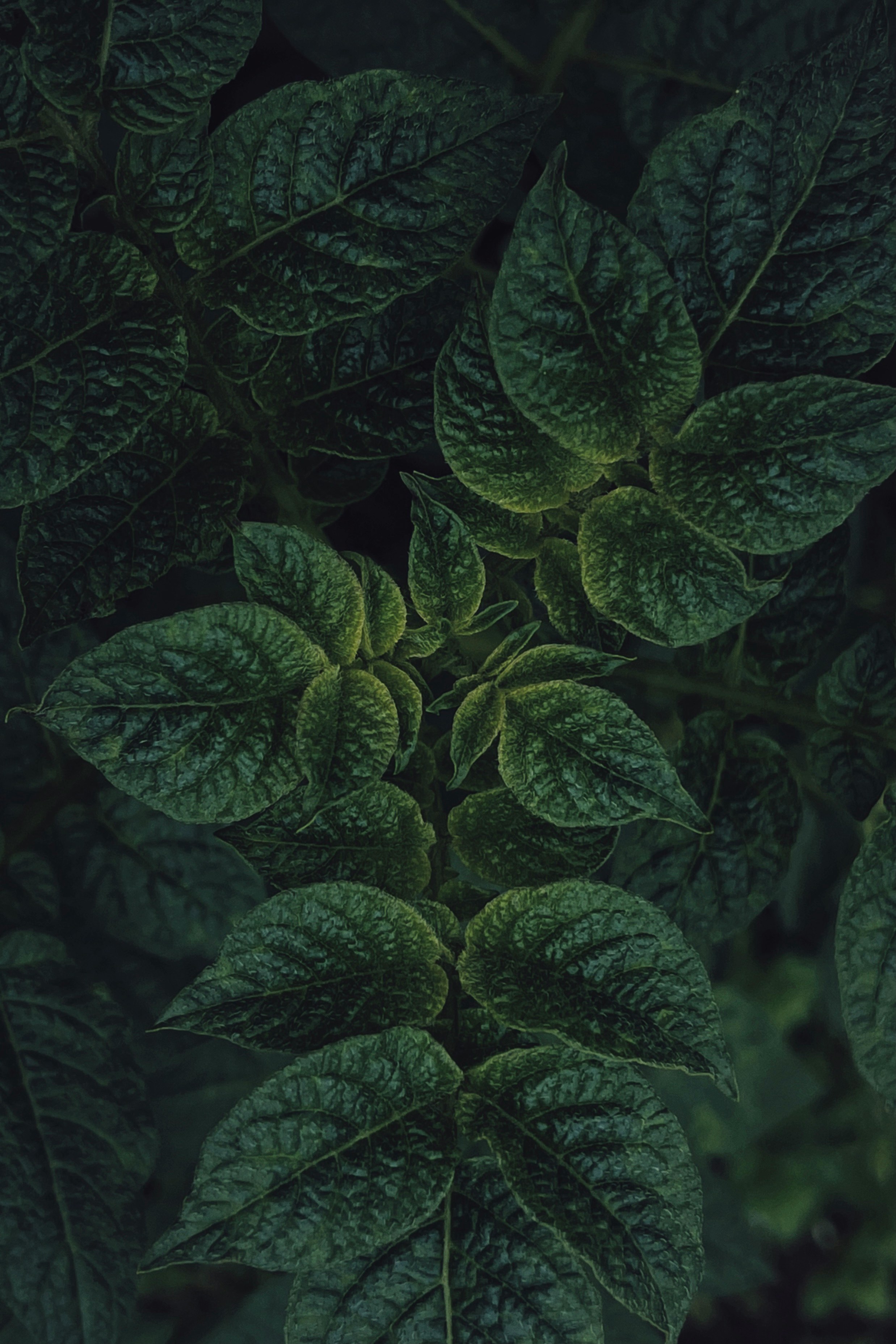 green leaves in close up photography